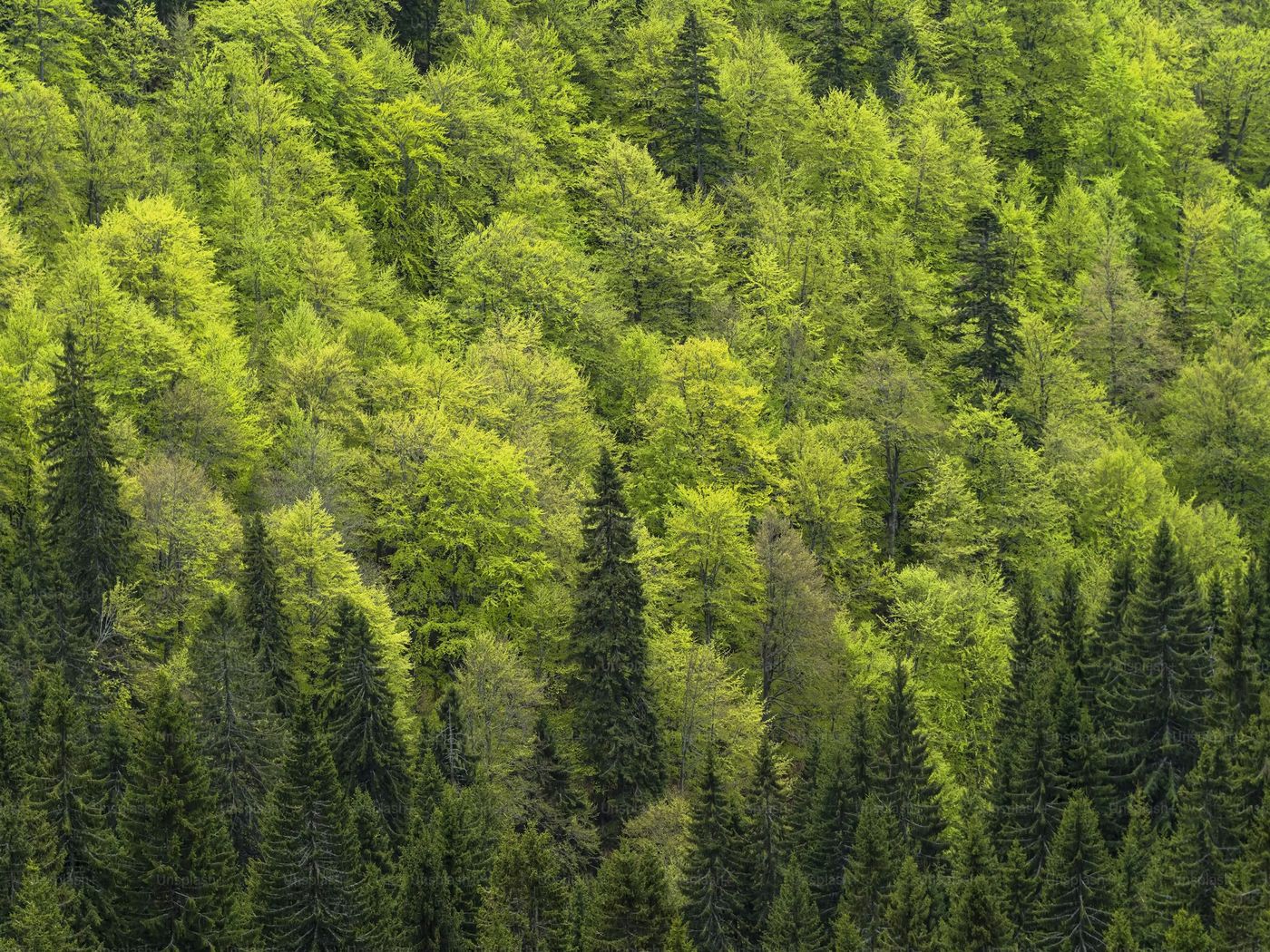 Sunlight through a mossy forest