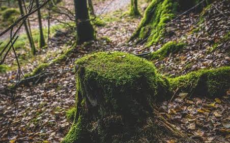 A moss-covered tree stump on a woodland path